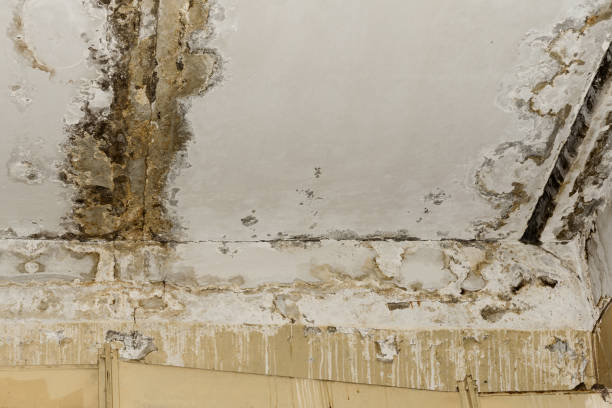 Best Comprehensive Air Testing for Mold Contaminants  in Cottage Grove, OR