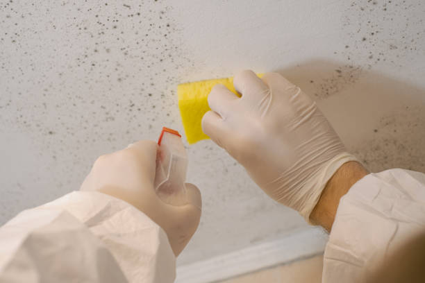 Best Real Estate Mold Inspection  in Cottage Grove, OR